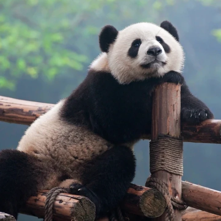 CHINA: Munții Avatar & Croazieră pe Yangtze